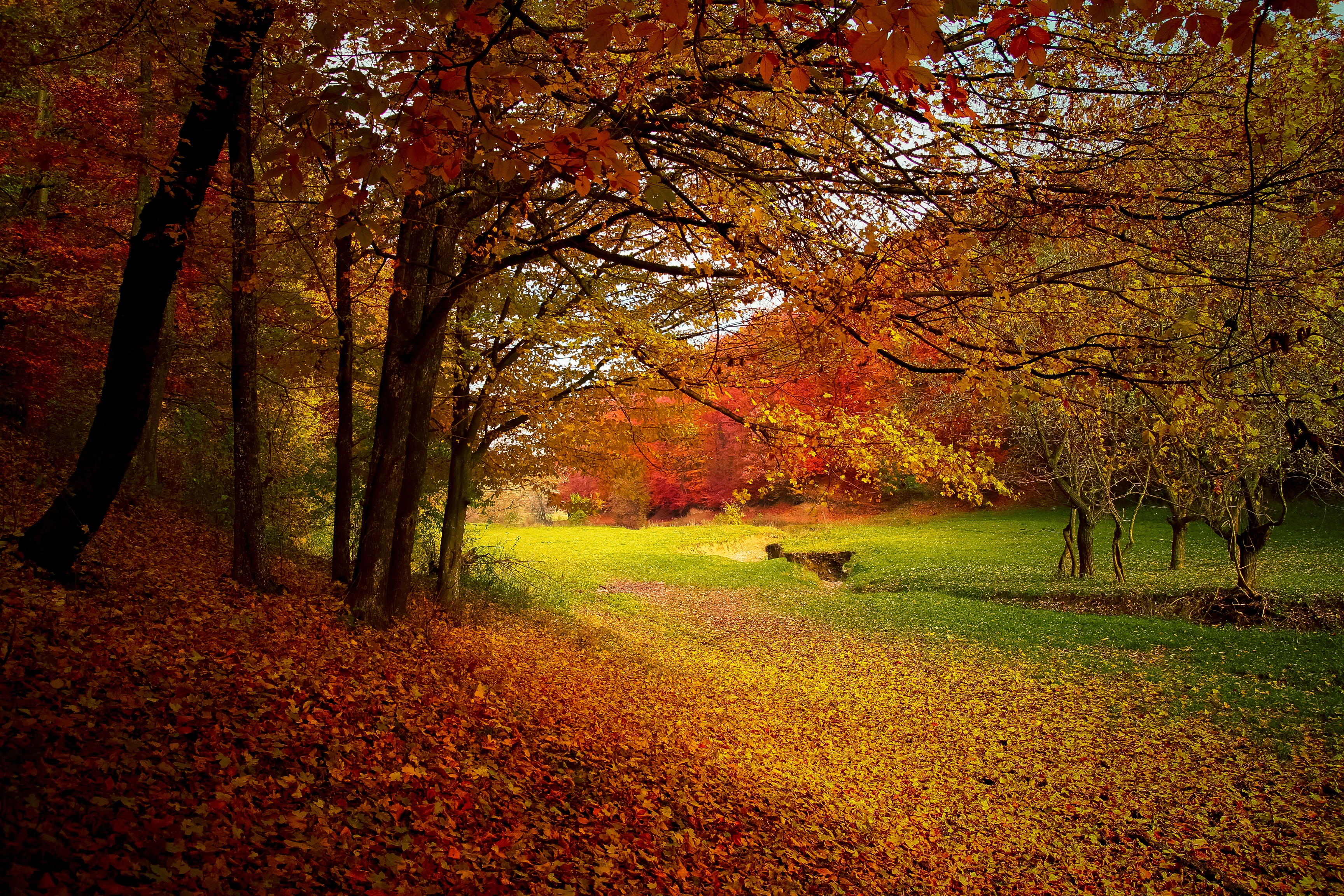 Bus travel for leaf-peeping